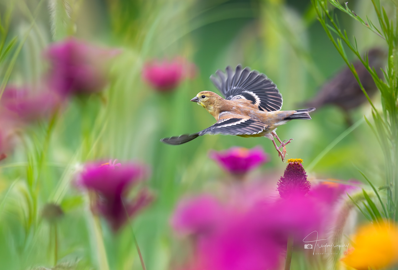 Juvenile Goldfinch taking off from a flower