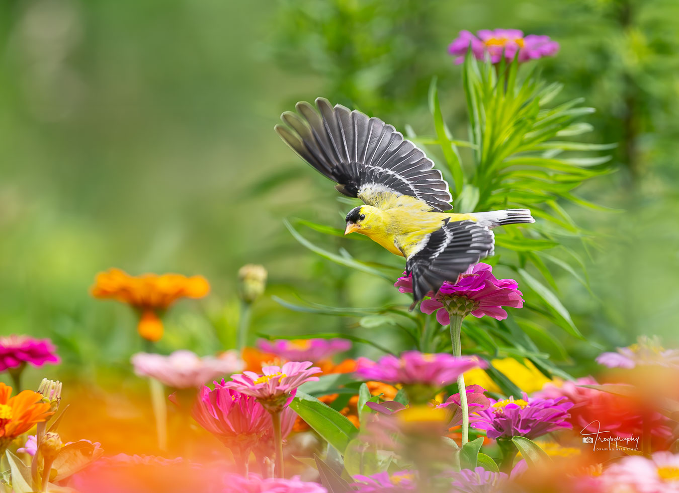 Goldfinch taking off from a flower