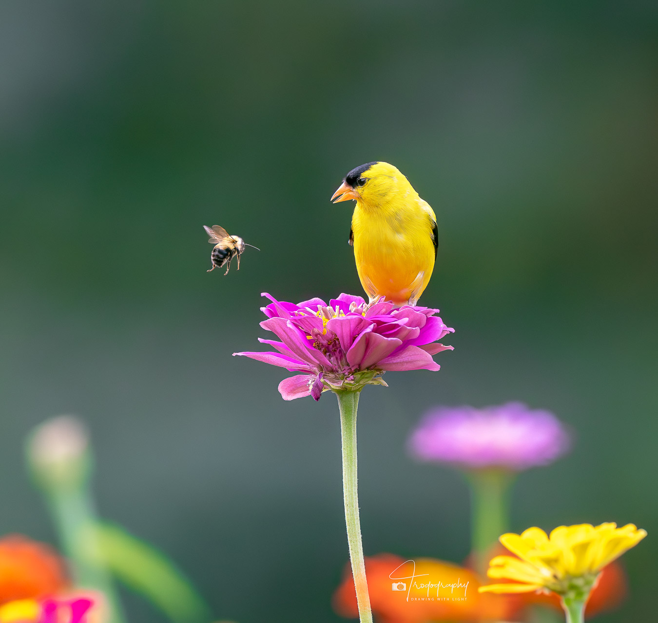 Goldfinch saying hello to a Bumblebee