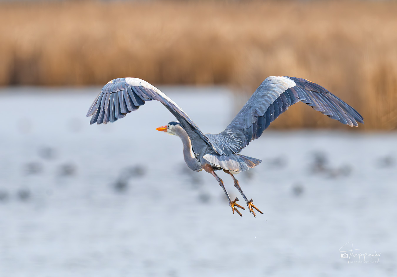 Great Blue Heron taking off