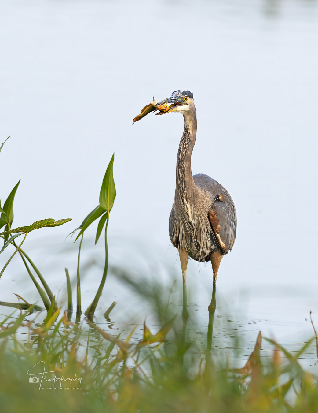 Great Blue Heron with a fish