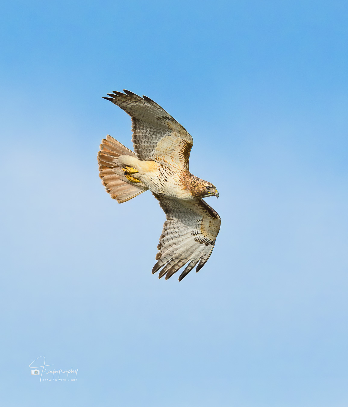 Red-tailed Hawk in flight