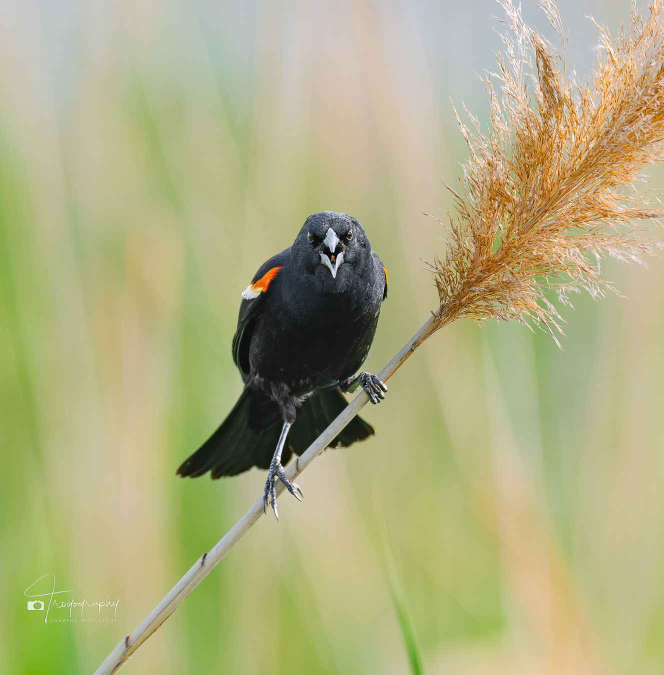 Red-winged Blackbird posing