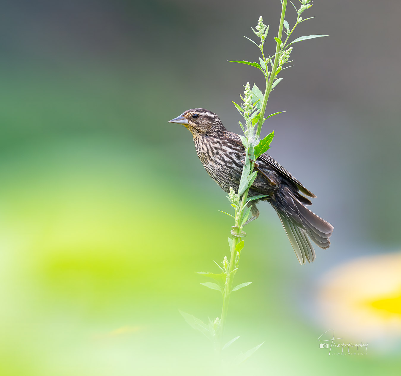 Female Red-winged Blackbird