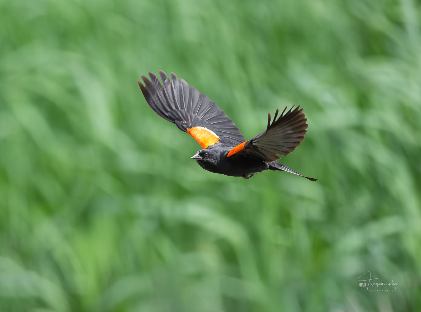 Red-winged Blackbird in flight