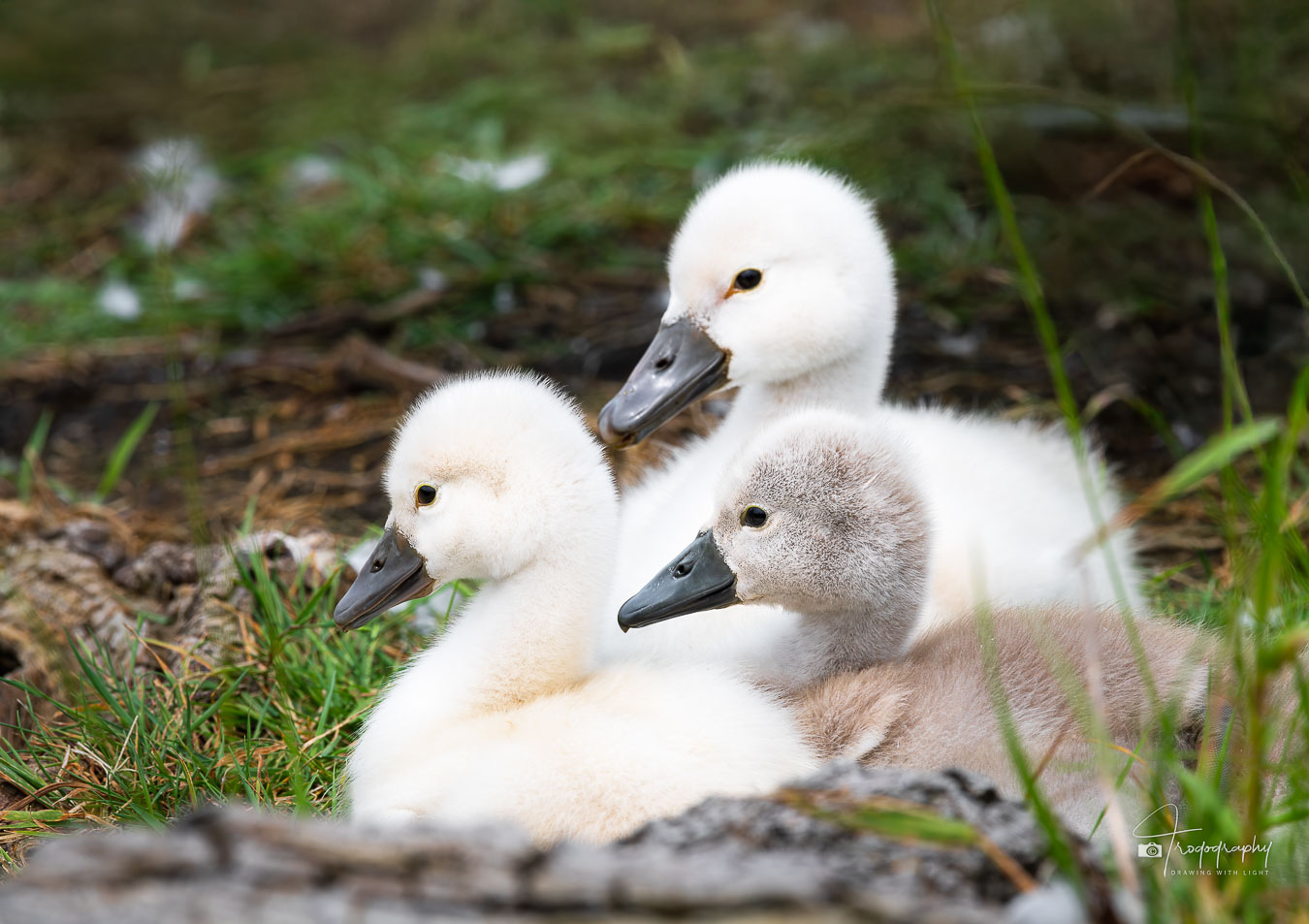 Mute Swan cygnets