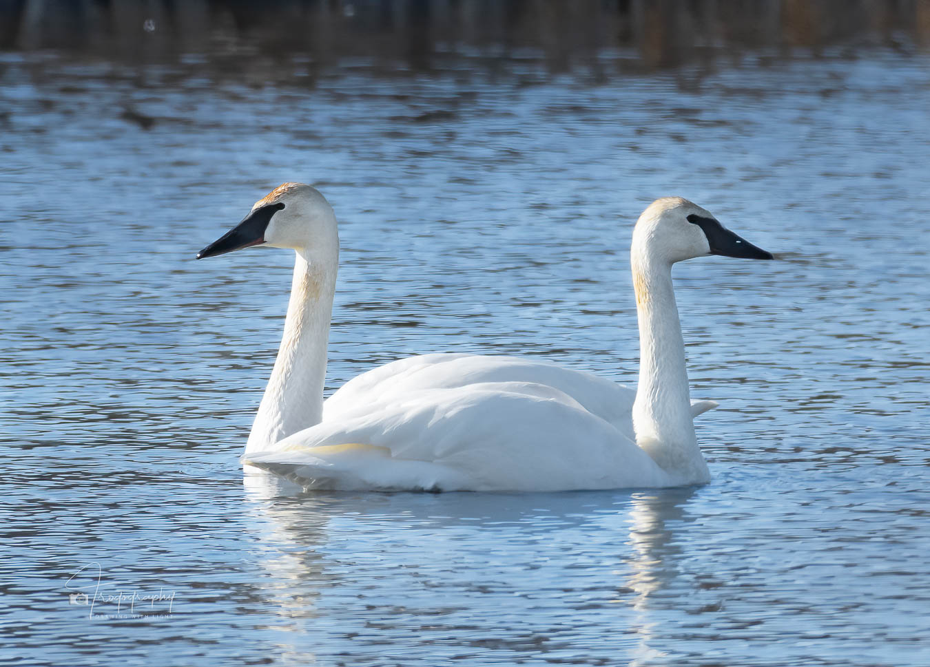 Two Trumpeter Swans passing each other