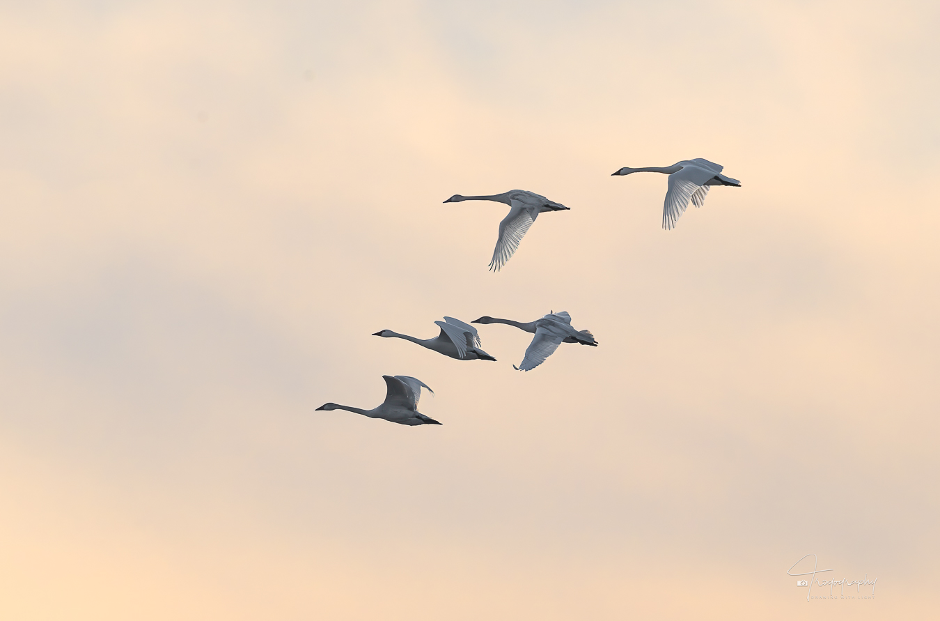 Family of Trumpeter Swans in flight