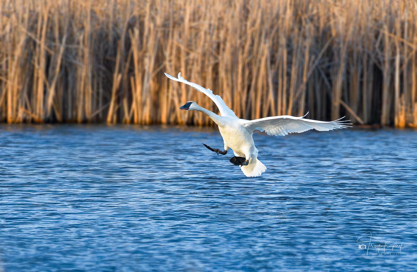Trumpeter Swan landing on a lake