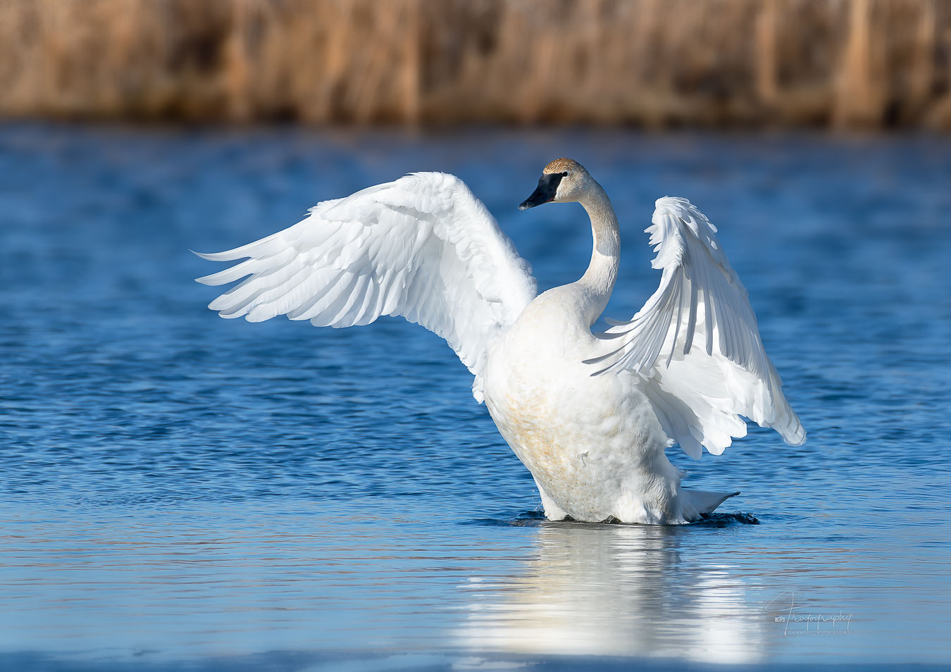 Trumpeter Swan stretching its wings