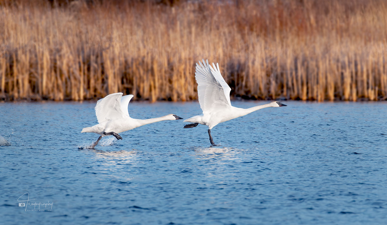 Trumpeter Swans taking flight from the lake