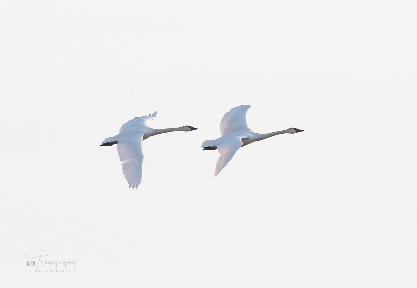 Trumpeter Swans in Flight