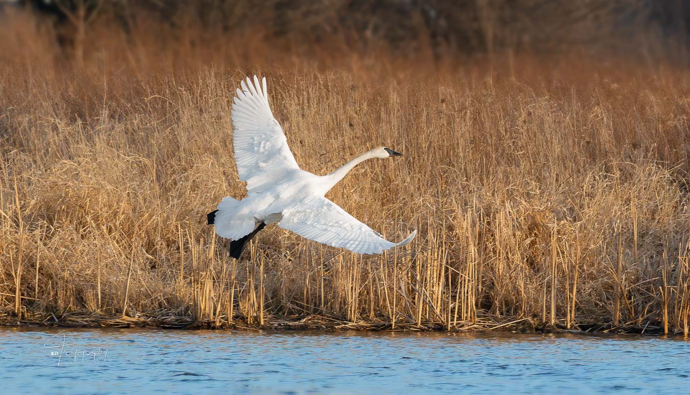 Trumpeter Swan banks before landing in the lake