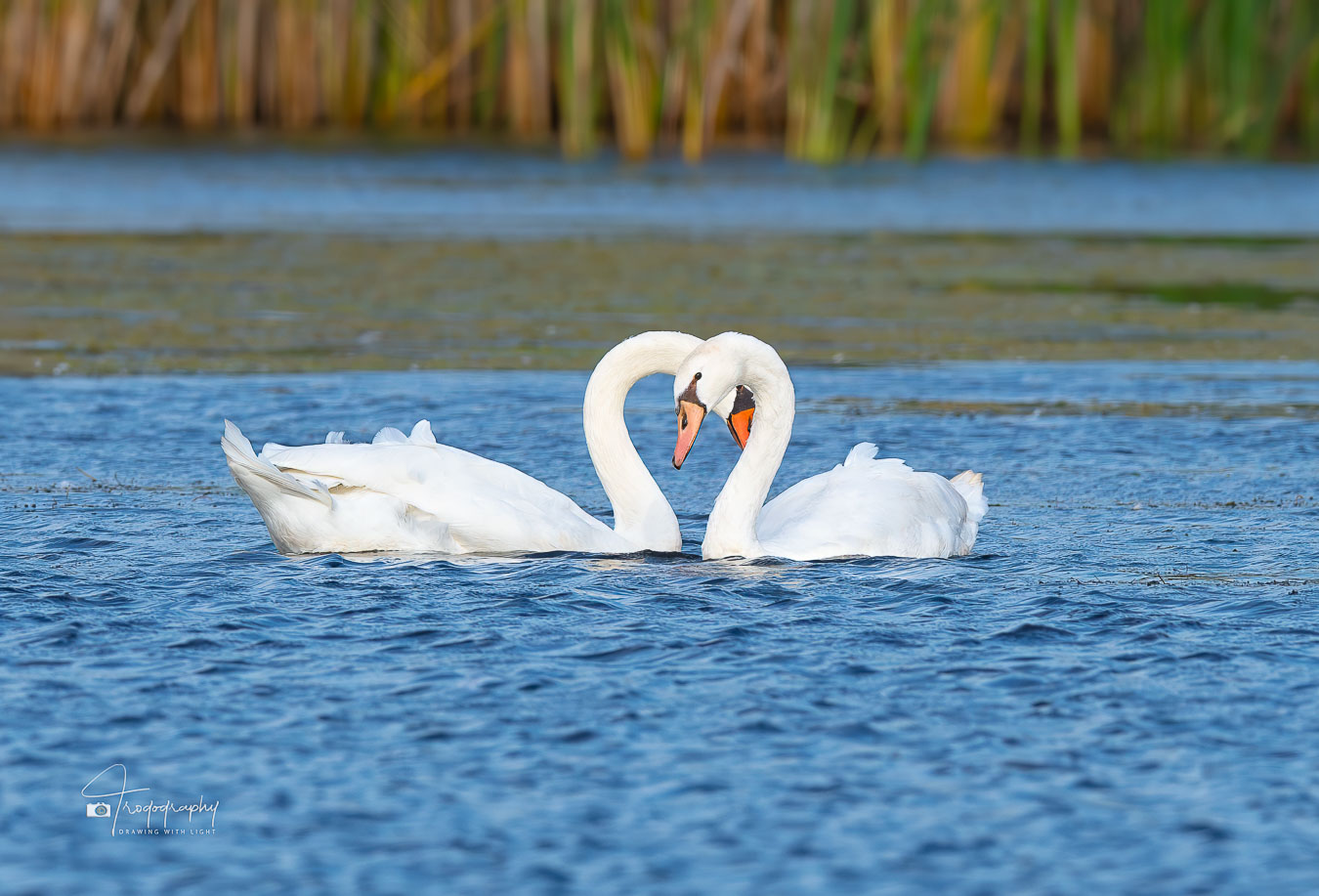 Two Mute Swans passing on a lake