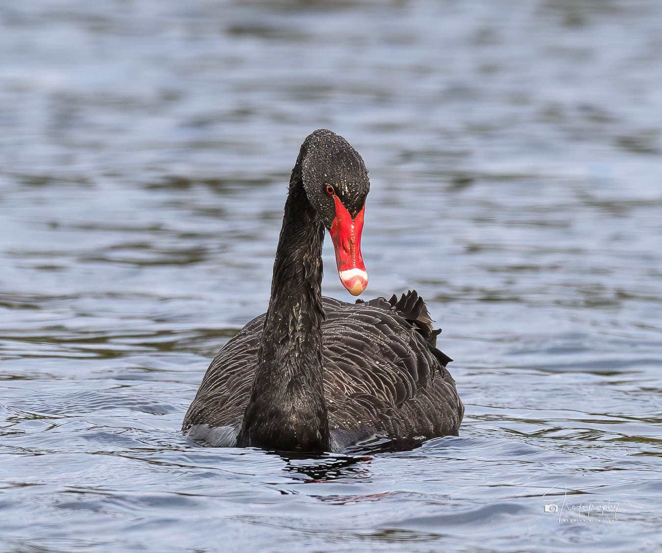 Black Swan in Illinois