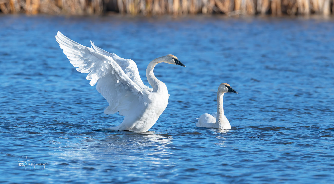 Trumpeter Swan fans its wings