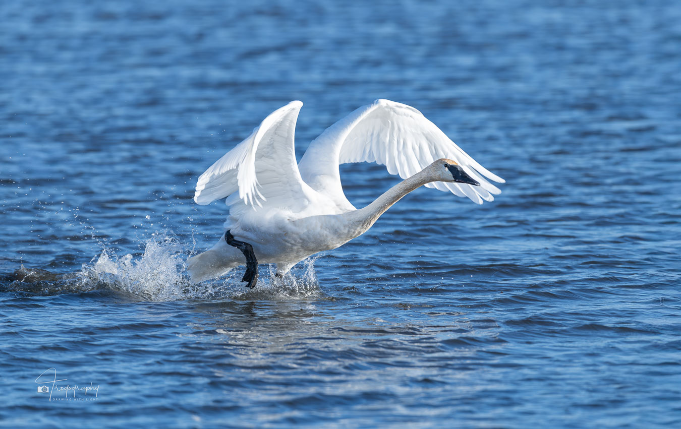Trumpeter Swan taking off from a lake