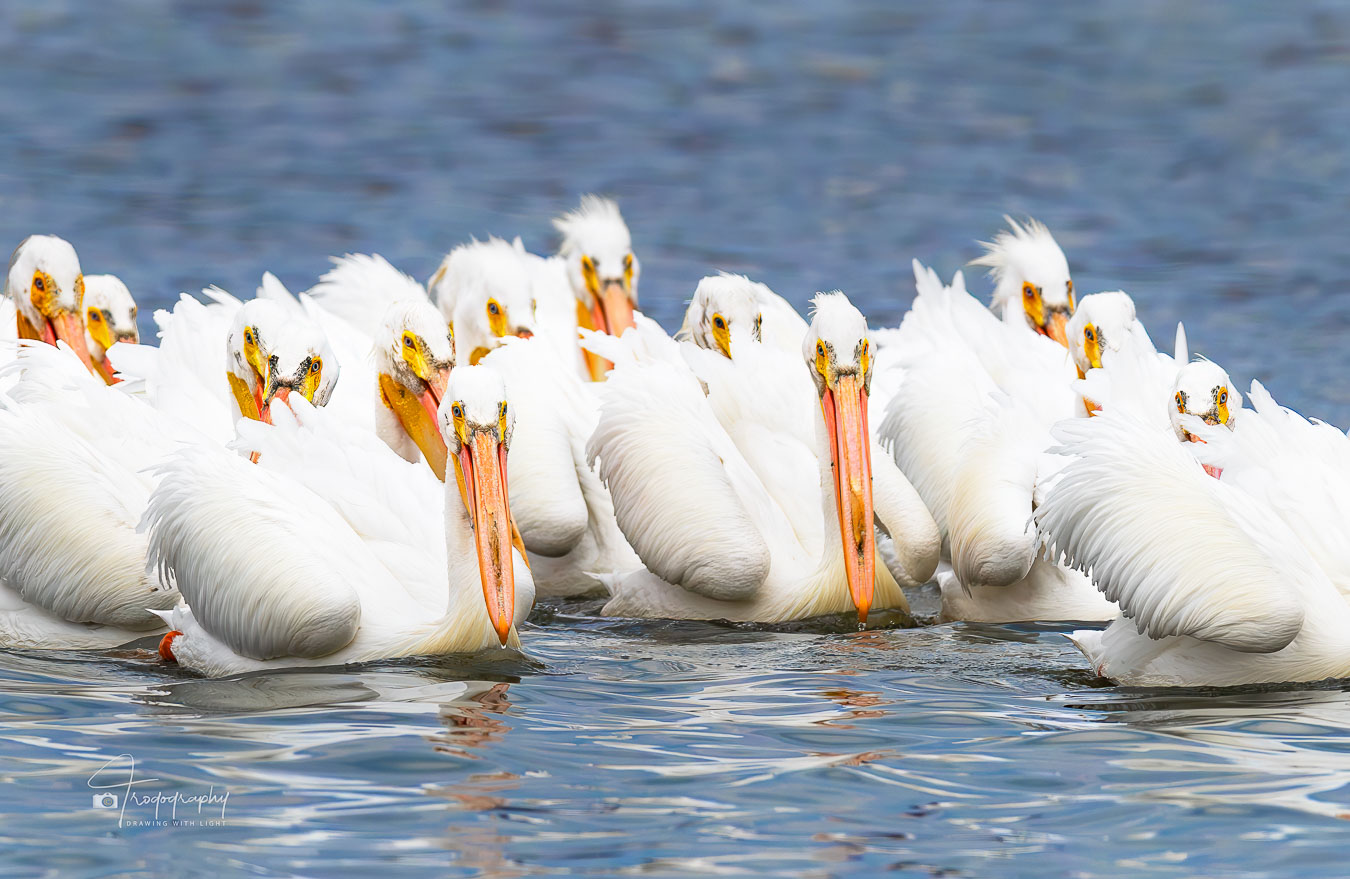 American White Pelicans fishing as a pod