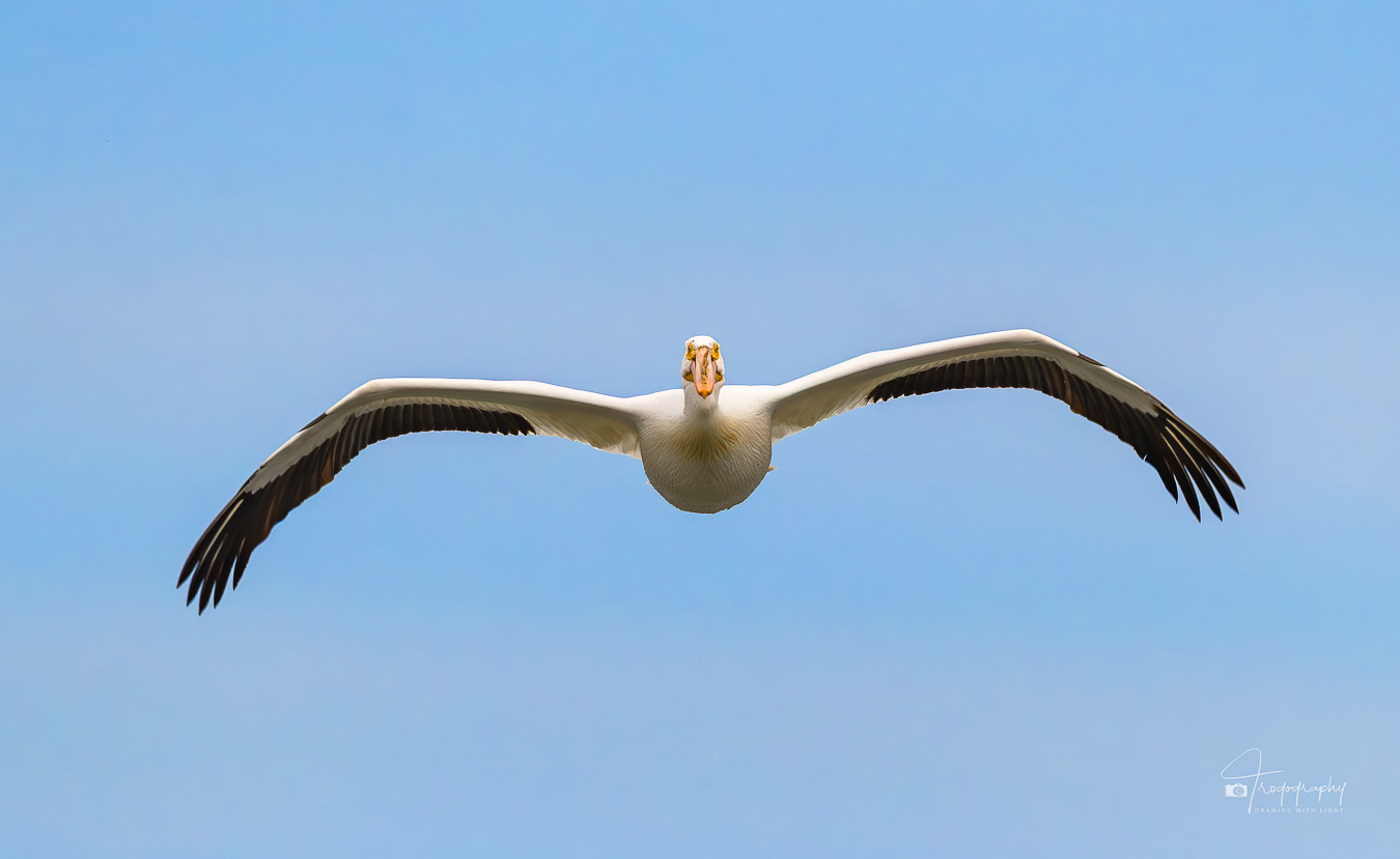 American White Pelican in flight