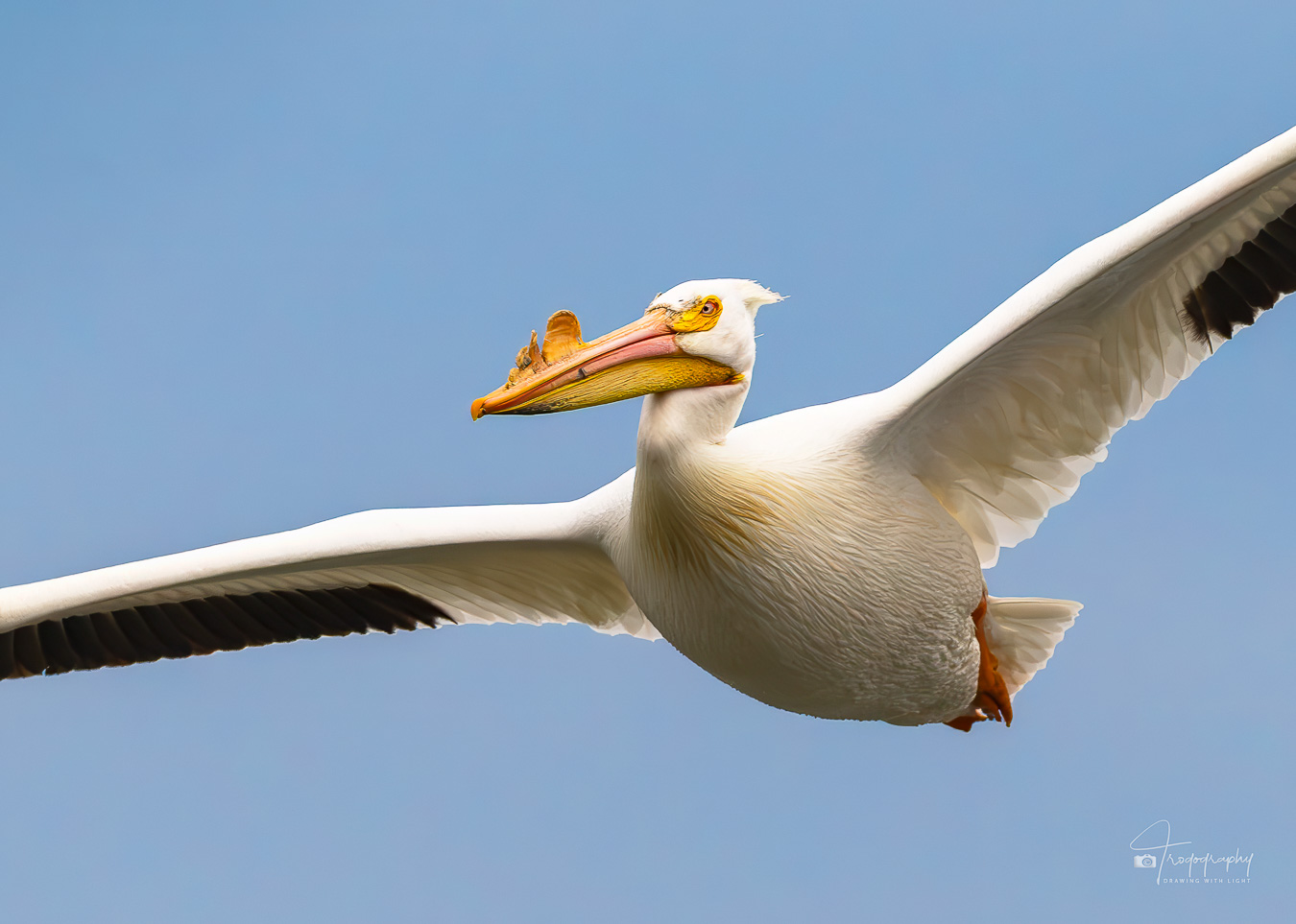 American White Pelican in flight