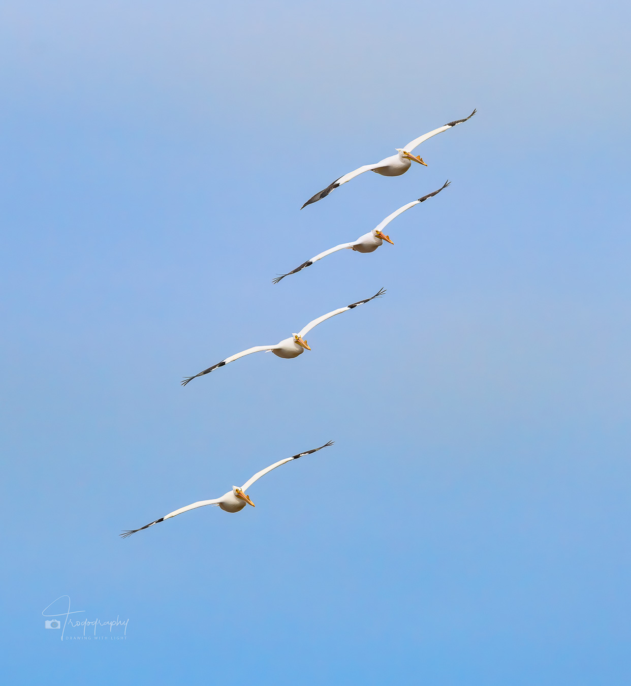 Squadron of American White Pelicans