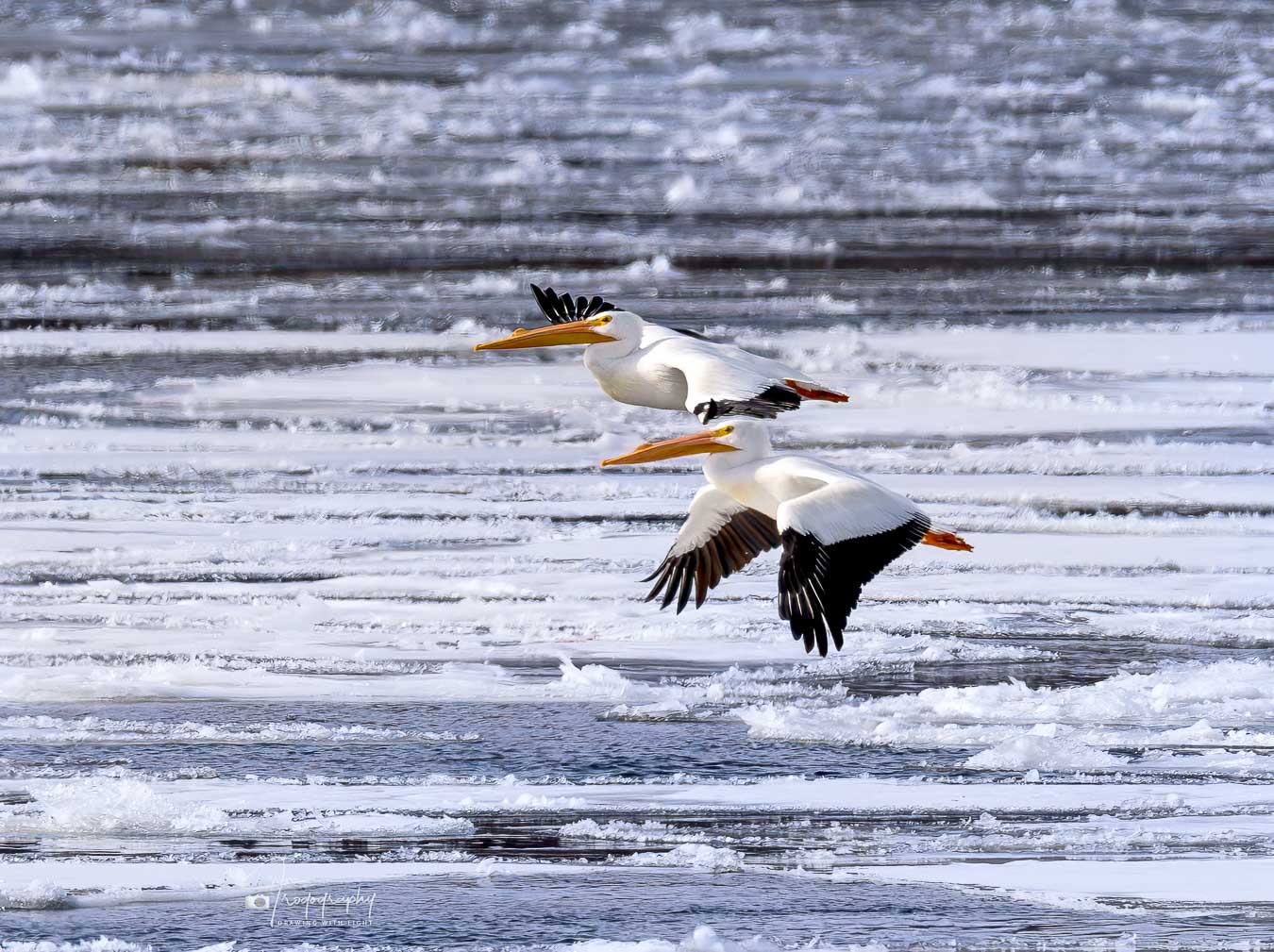 American White Peilicans over an icy Mississippi River