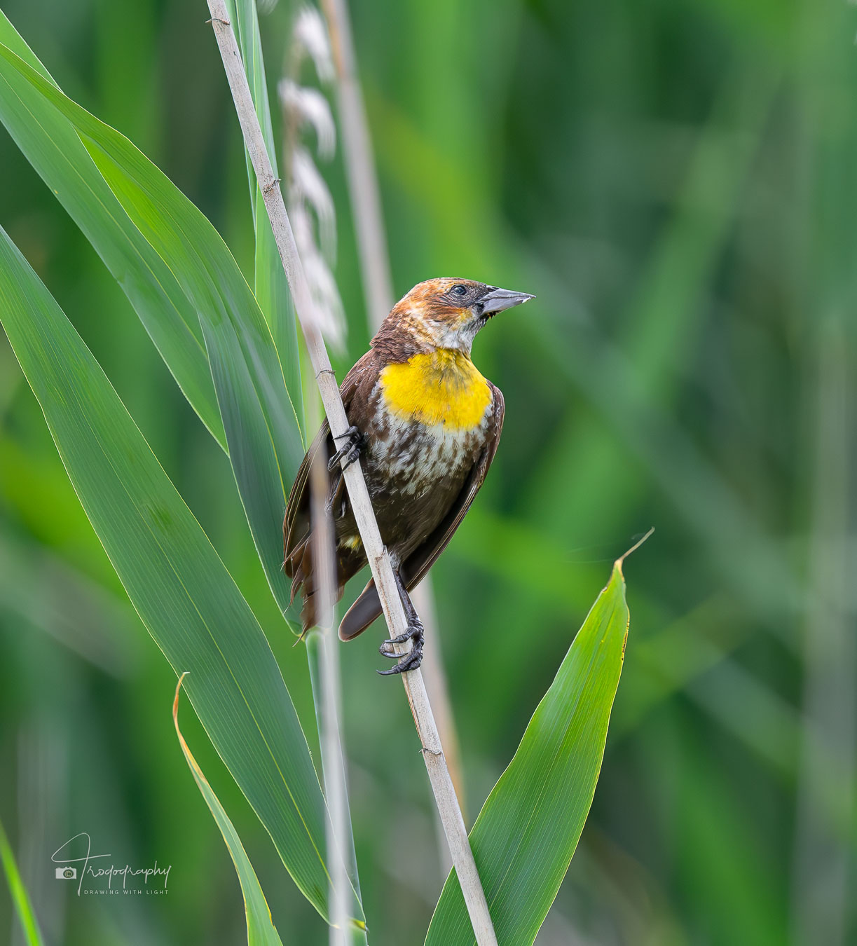 Female Yellow-headed Blackbird