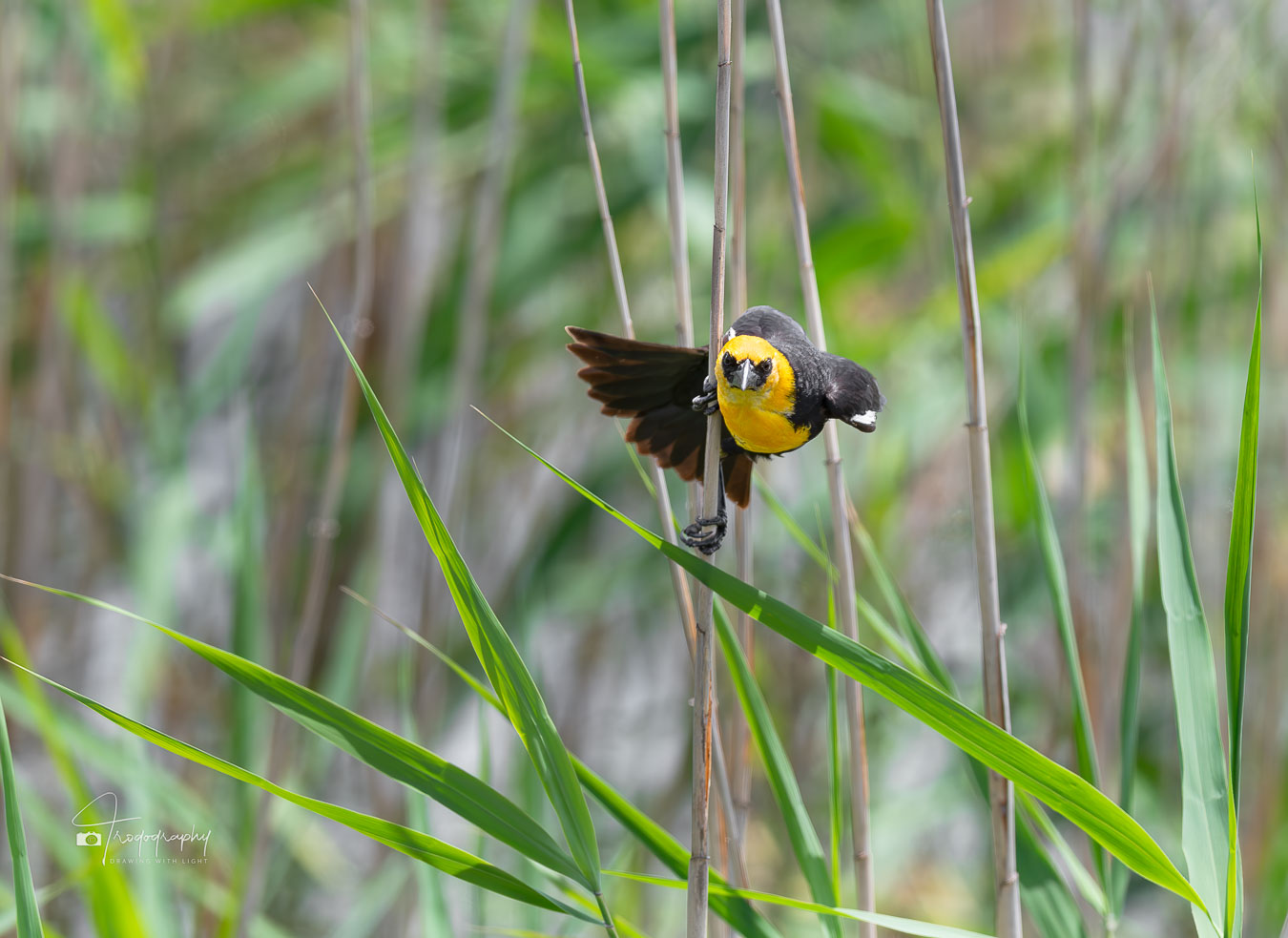 Yellow-headed Blackbird on a common reed