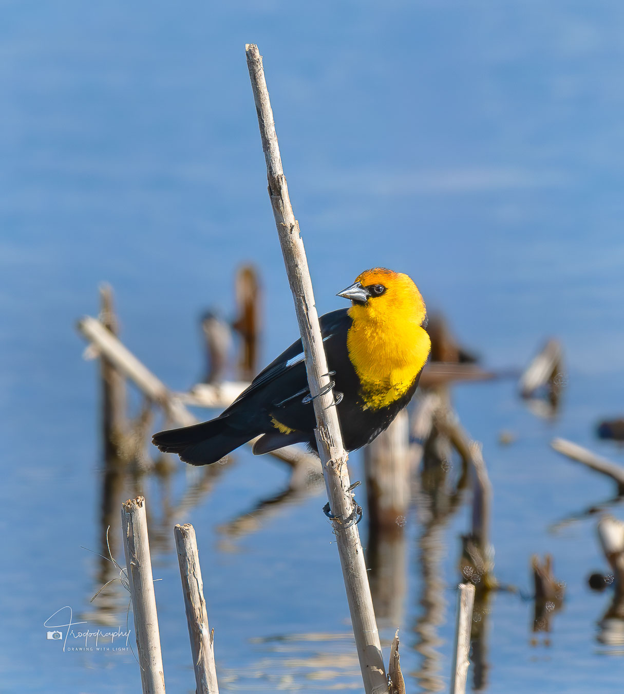 Yellow-headed Blackbird on last year's common reed
