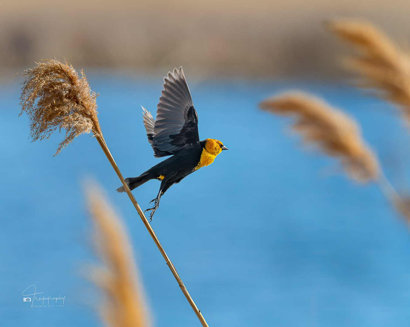 Yellow-headed Blackbird taking off from a common reed