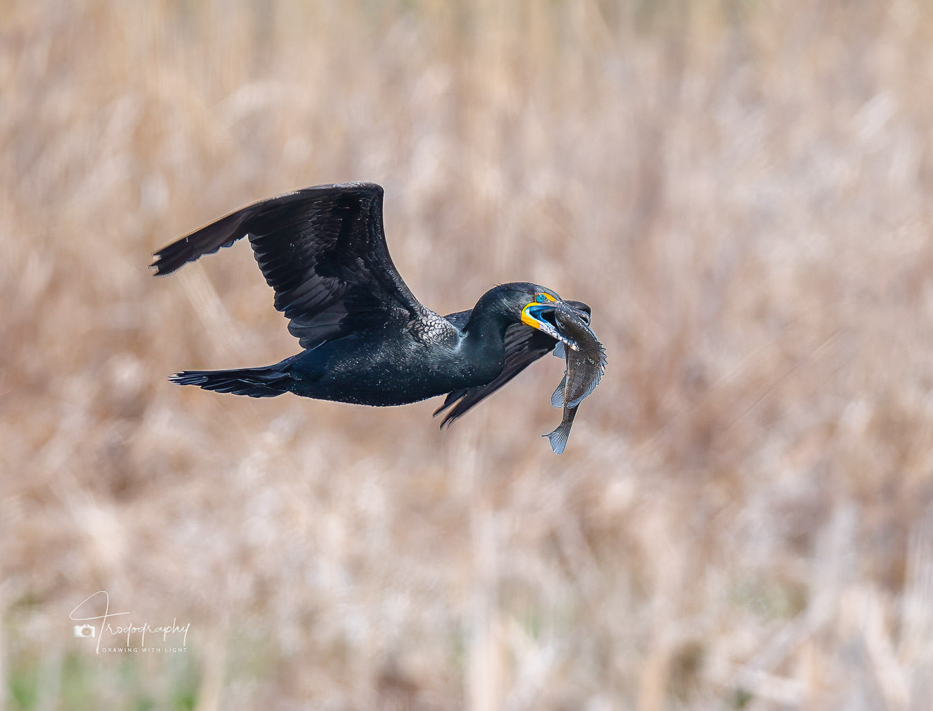 Double-crested Cormorant in flight with a fish