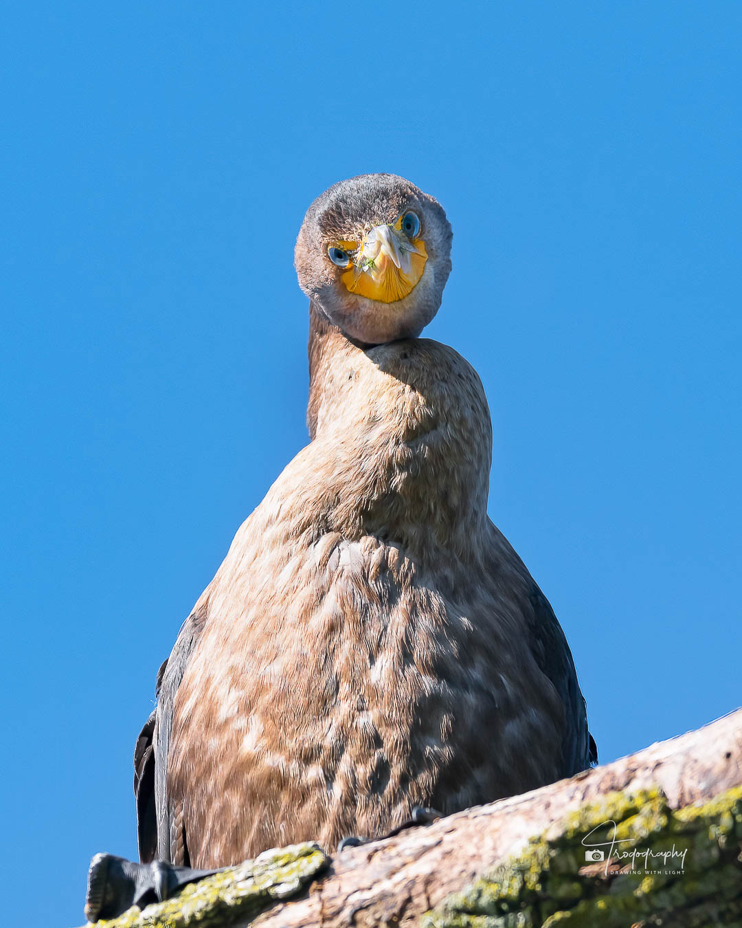 Double-crested Cormorant looking down