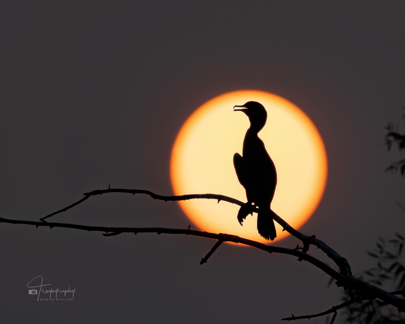 Double-crested Cormorant silhouette