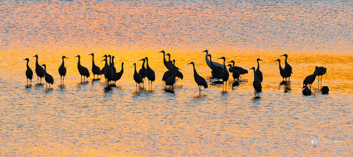 Sandhill Cranes and a Whooping Crane in their roost pond