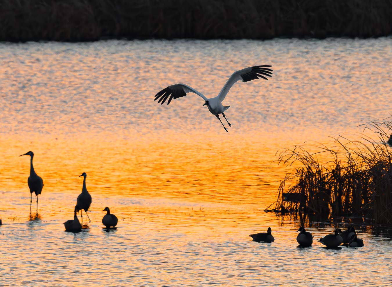 Whooping Crane taking off from a lake
