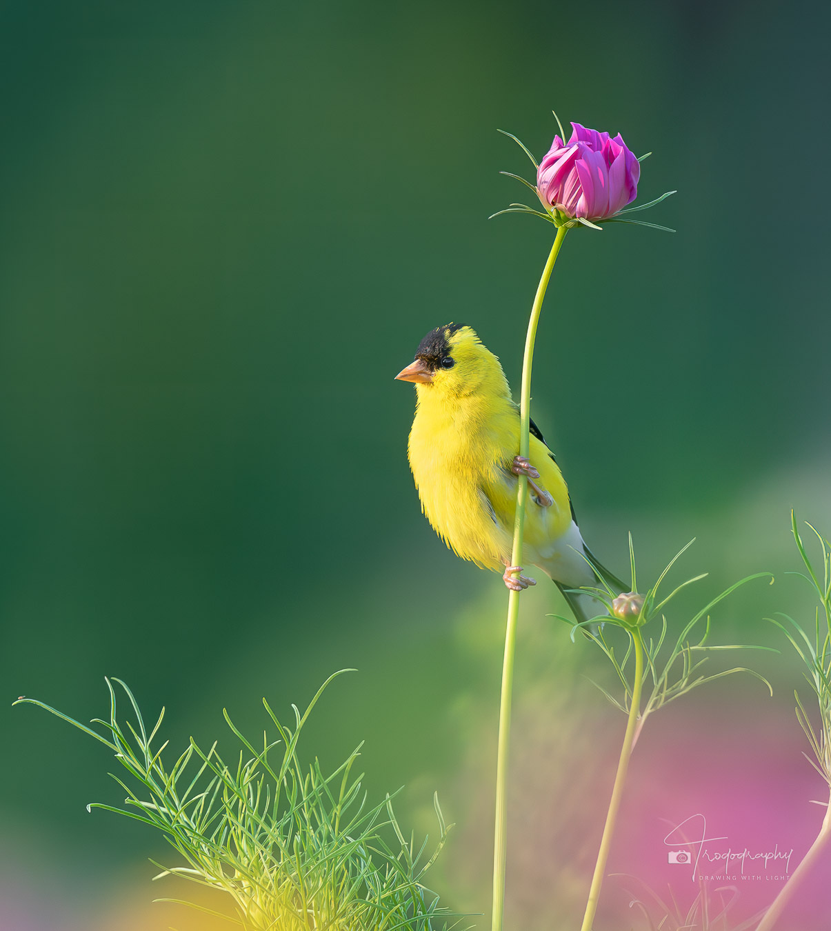 American Goldfinch perched on a flower