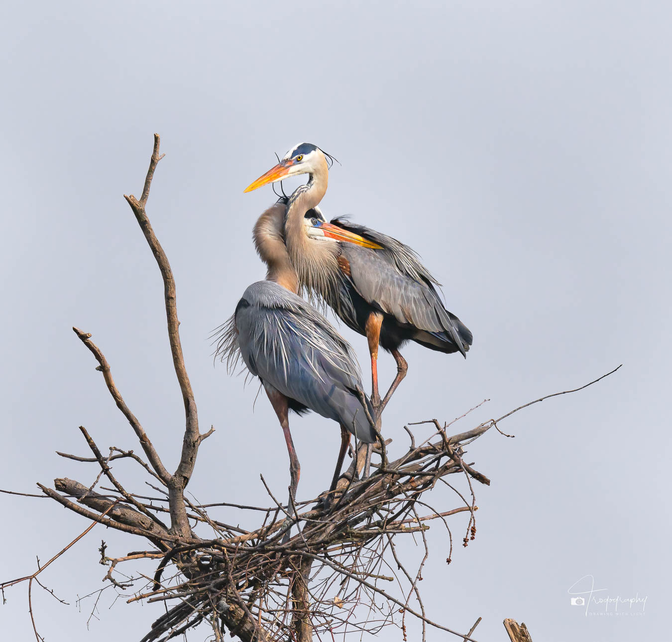 Great Blue Heron love birds