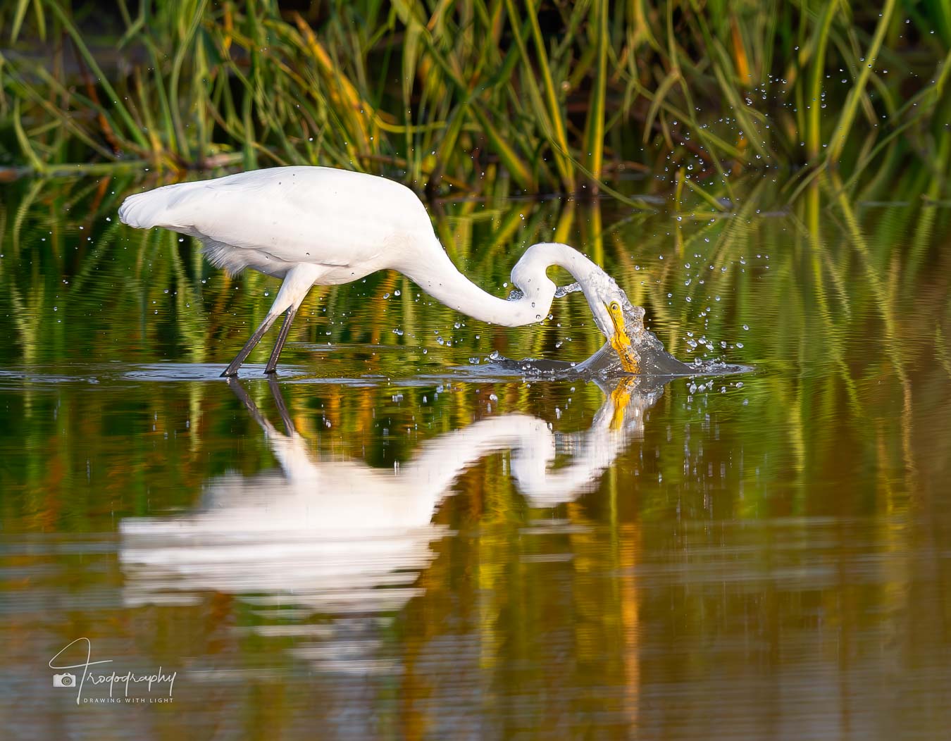 Great Egret lunging for a fish