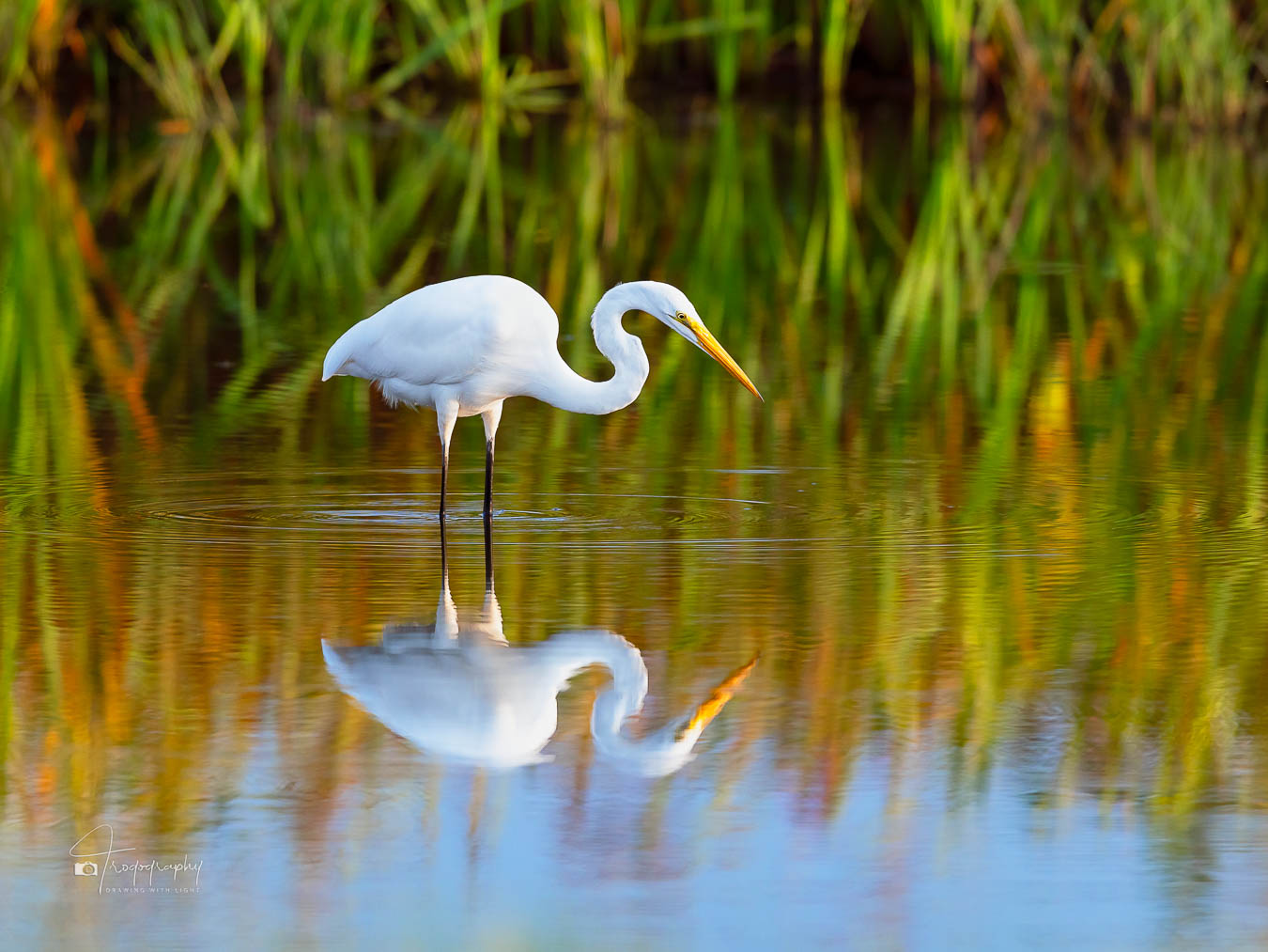 Great Egret waiting patiently at its fishin' hole