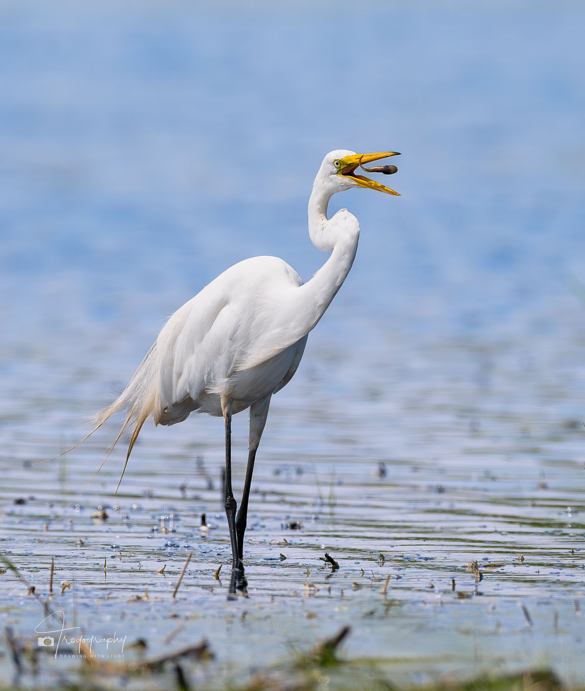 Great Egret tossing a tadpole before eating