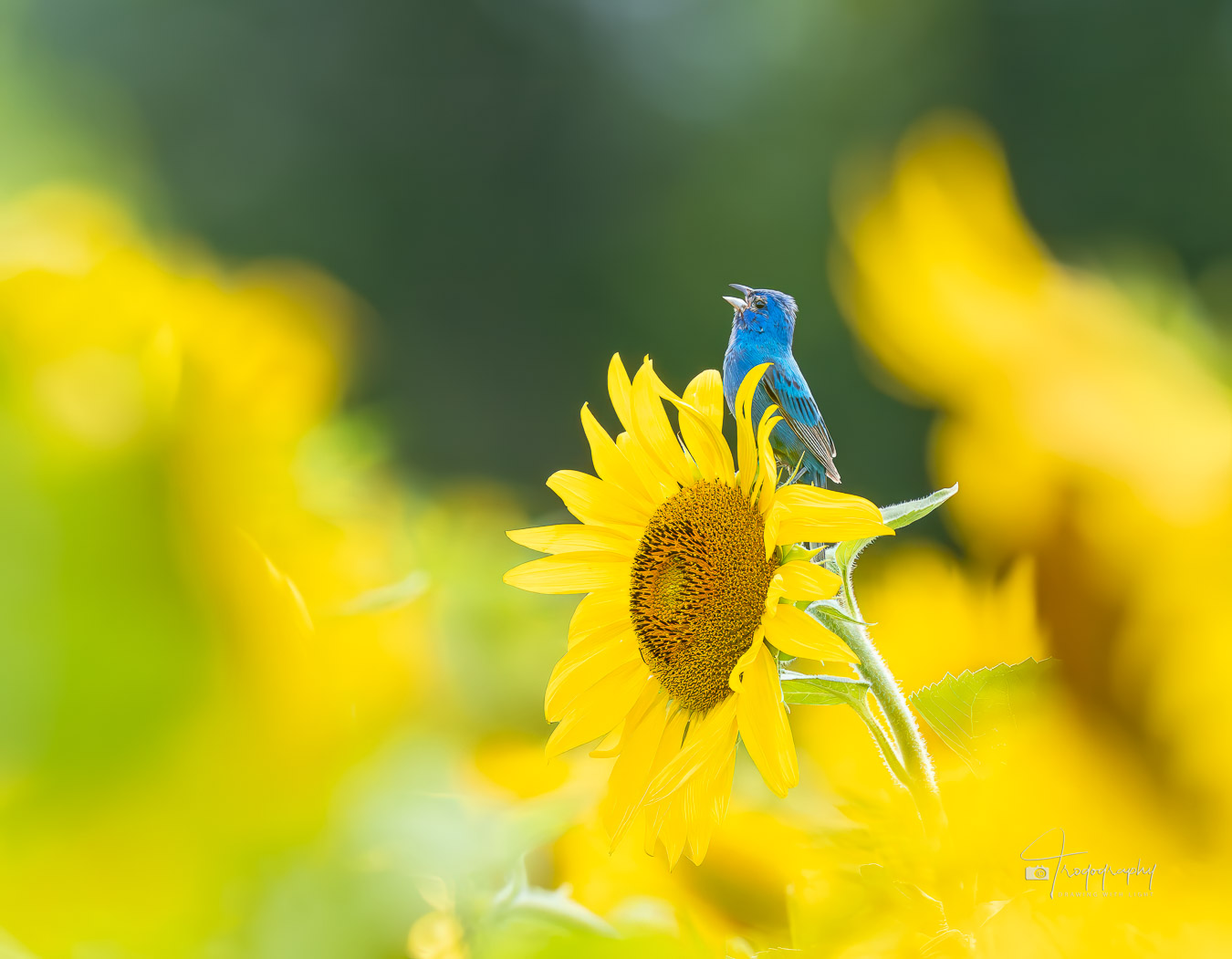 Indigo Bunting singing among the sunflowers