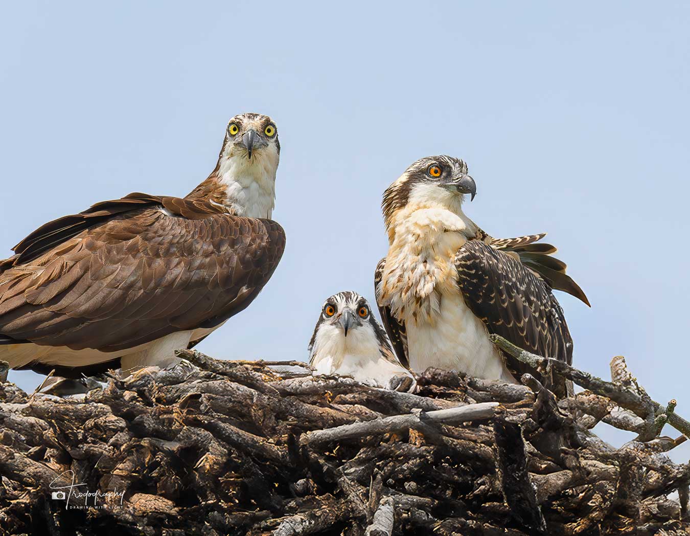 An Osprey and its chicks