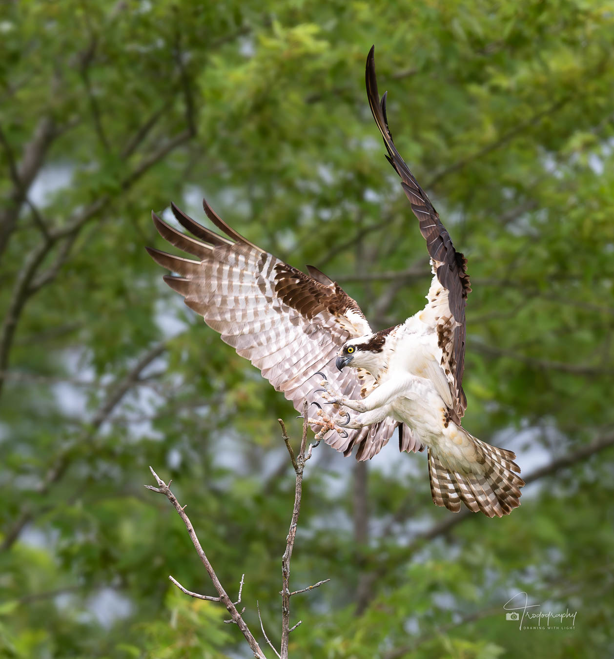 Osprey stickin' the landing