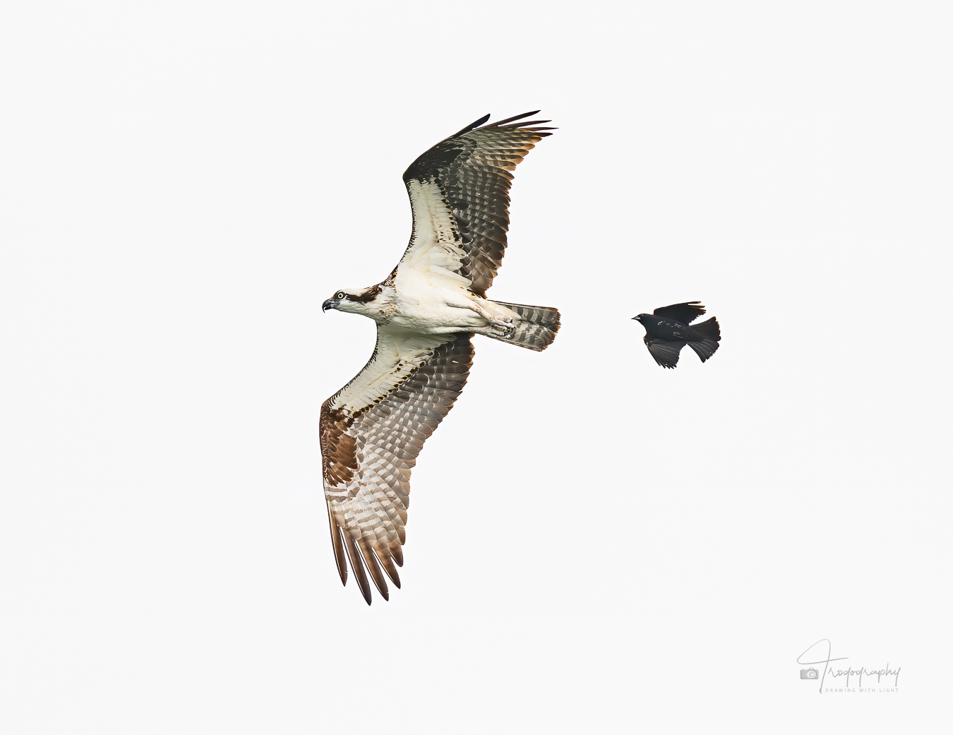 Osprety being pursued by a Red-winged Blackbird