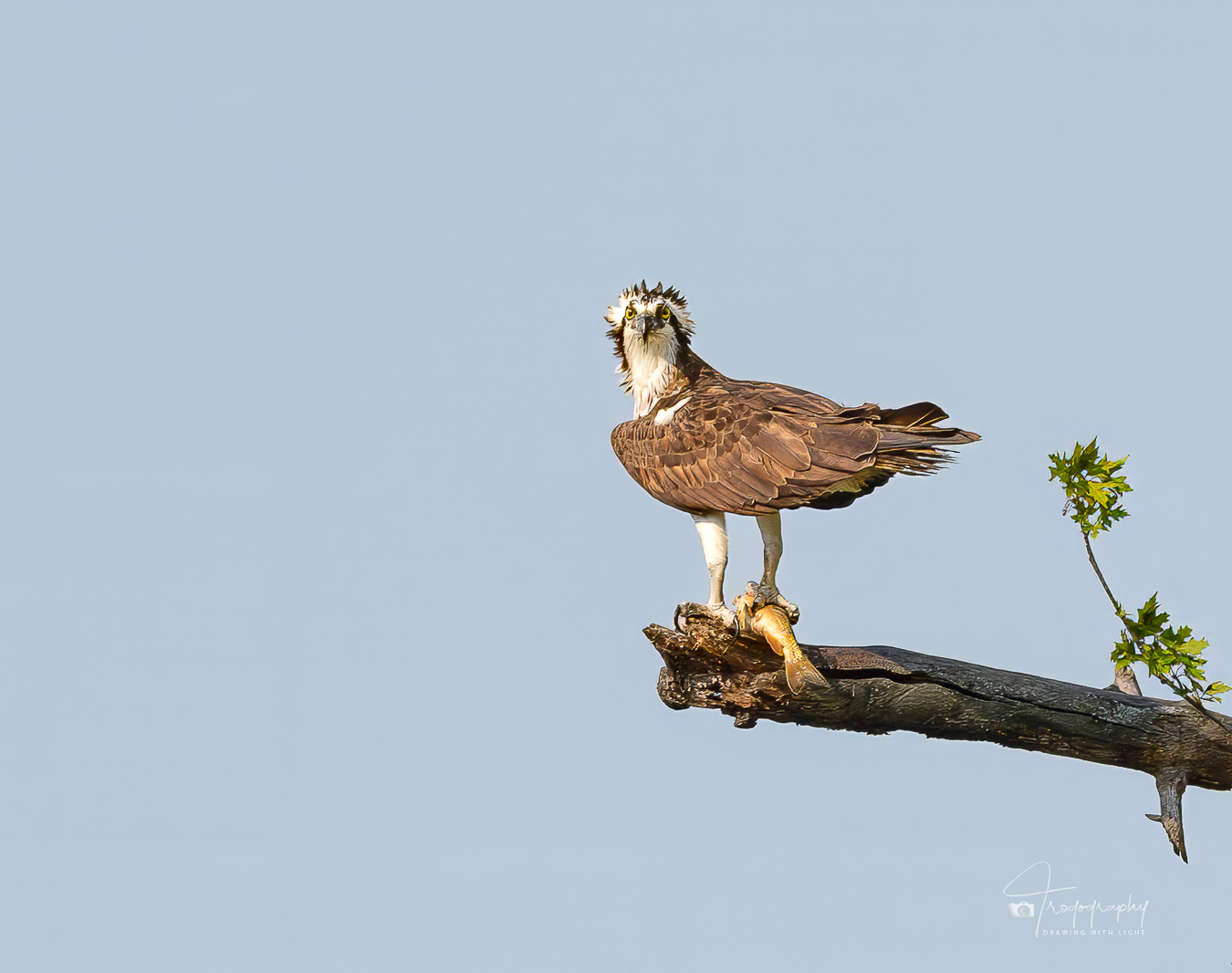 Osprey perched on a branch with its fresh catch