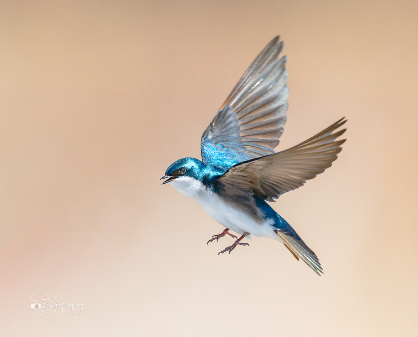 Tree Swallow preparing to land
