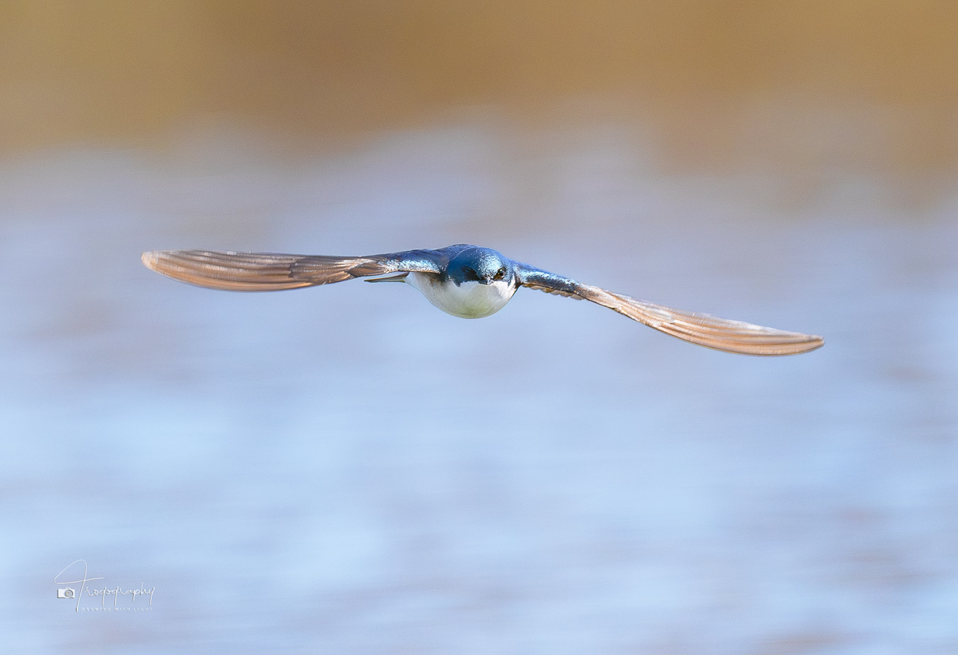 Tree Swallow in flight