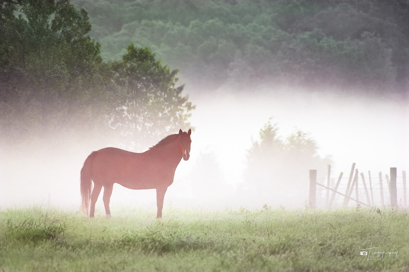 Horse Standing in Morning Fog