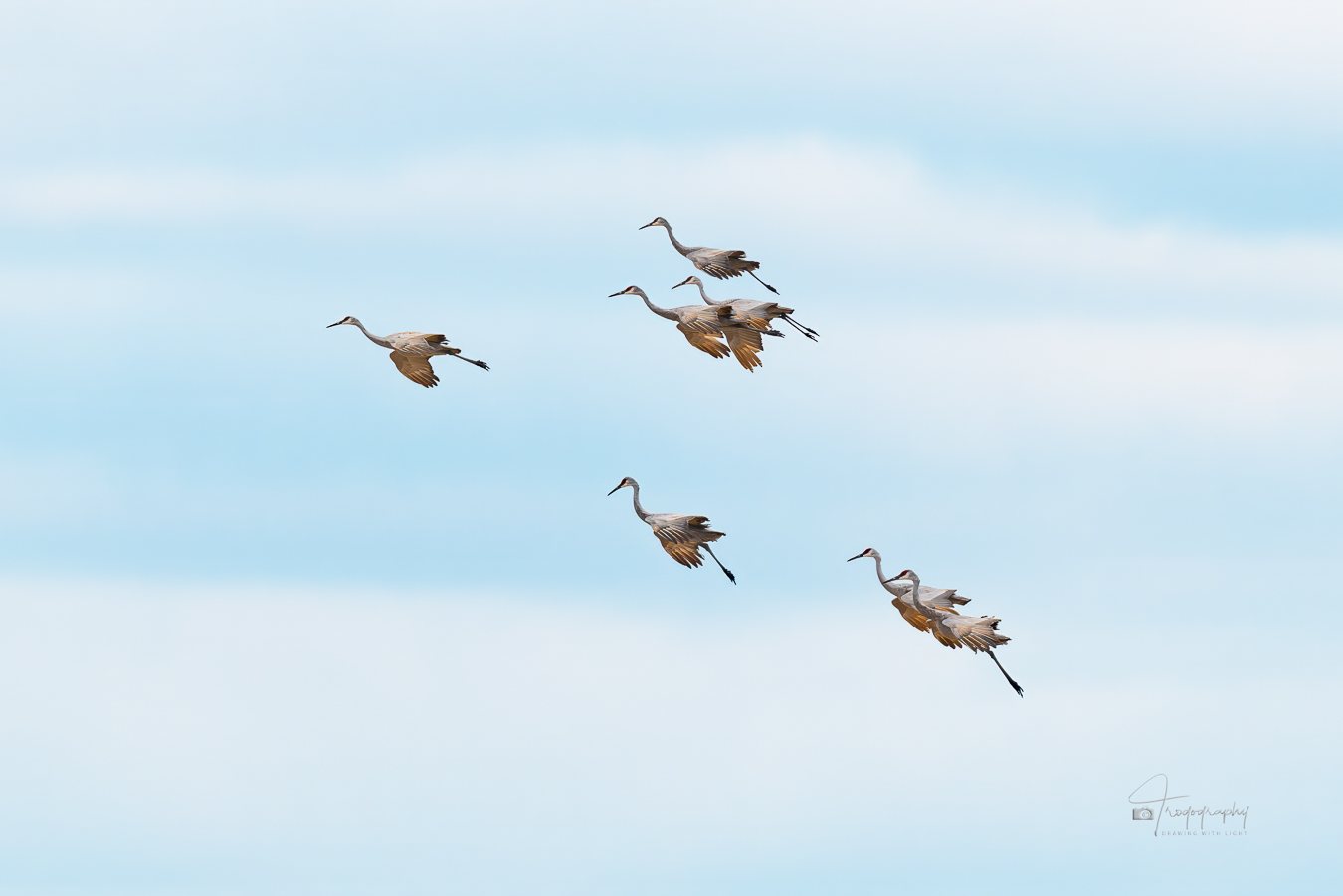 Sandhill Cranes in Flight