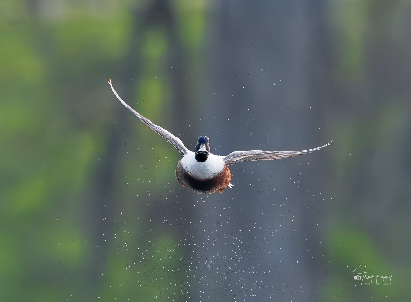 Northern Shoveler duck in flight